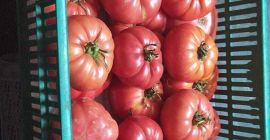 I will sell raspberry and flat Grudziadz tomatoes