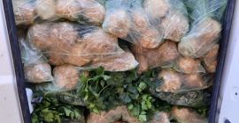 Bulgáriából származó zellert árulok levelekkel és fejjel.