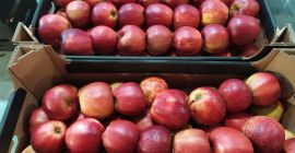 Ich werde Äpfel aus Polen in großen Mengen verkaufen