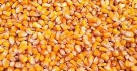 SELL FRESH CEREALS  CEREALS MAIZE, PRICE - CENY ROLNICZE, Agro-Market24