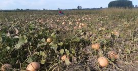 Edible pumpkin, Otylia variety. I will sell for fodder.