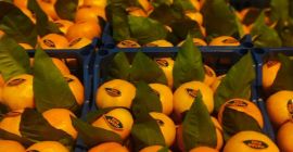 Sale of Satsuma mandarins, FCA price, minimum order -