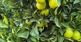 I have 100 tons of lemons from Turkey, price