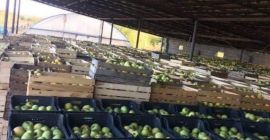 Apples that beats The apple of Eden itself!