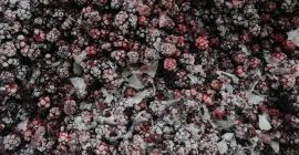 frozen blackberries and frozen strawberries, frozen fruits frozen figs