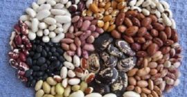 Bean varieties from Ukraine The Ukrainian company Beans Natur