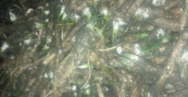 Я продаю свежий хрен