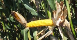 Bringa variety of maize Bringa, thanks to a high