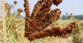 Finger millet measured in tons