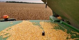 Mais in grandi quantità Umidità Pioneer 18% -19% dalla