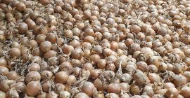 I am selling onions, imported from Germany. The onion