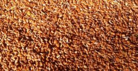 We supply brown flax seeds origin Kazakhstan Parameters: Moisture