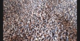 I will sell certified organic buckwheat, the amount of