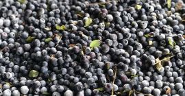 Vendo un mirtillo congelato dall&#39;Ucraina, non pulito. Solo quantitativi