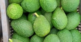 marokańskie awokado