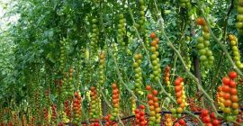 we are cultivating and selling different varieties fresh tomatoes