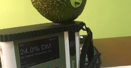 Good morning, We offer you Fuerte avocados from Tanzania