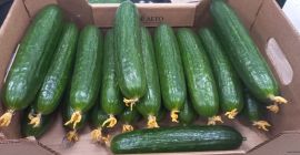 Un producător de frunte de castraveți pe piețele de