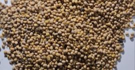 GMO soya from Ukraine Moisture up to 12% Protein