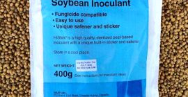 Bacterial vaccine for self-treatment of seeds before sowing. This