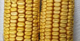 I will sell 10 tons of yellow fodder maize
