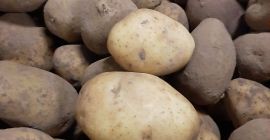 На продају разне врсте: Лаура, Рамона, Аугуста, Марабел, Белана