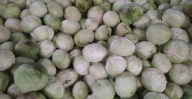 Vand varza ambrosia industriala soi 3-6 kg Tel. 575893697