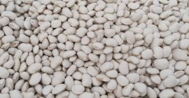 I will sell wholesalers I will sell wholesalers of dwarf beans 100/120 pcs
