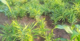 Sehr gesund und sieht gut aus