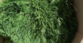 Hello Our Company Are Exporting Fresh Vegetables! FRESH DILL