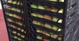 Santa Maria gruszki 1 klasa Premium 18-20 szt w