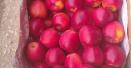 Ciao, vendo PRINCA e Gala Mast all&#39;università