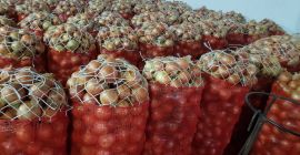 gelbe und rote Zwiebeln, 25 kg Netzsäcke auf Holzpaletten