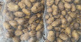 Vendiamo quantitativi di camion di patate commestibili. Varietà: Eccellenza