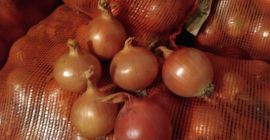 Zwiebeln, ideal zum Kochen in Restaurants, Cafés, Catering. Wir