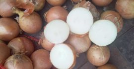 Cipolle, ottime per cucinare in ristoranti, caffè, catering. Spediamo