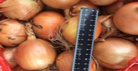 Bulb onions, great for cooking in restaurants, cafes, catering.