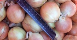 Лук лук, одличан за кување у ресторанима, кафићима, угоститељству.