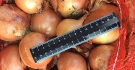 Лук лук, одличан за кување у ресторанима, кафићима, угоститељству.