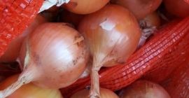 Cipolle, ottime per cucinare in ristoranti, caffè, catering. Spediamo