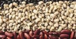 Пасуљ на продају Нудимо куповину пасуља од украјинске компаније