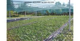 The Jedliński rhubarb nursery offers: - rhubarb cuttings LIDER,