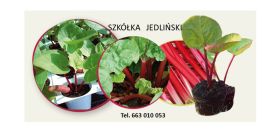 Разсадник за ревен Jedliński предлага: - резници от ревен