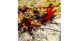 Разсадник за ревен Jedliński предлага: - резници от ревен