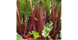 Разсадник за ревен Jedliński предлага: - резници от ревен