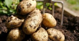 Vendo patate e patate da semina nella quantità di