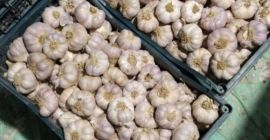 Usturoi importat din Egipt, ambalat în lăzi. Calibru 5