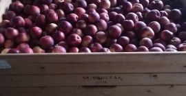 Empire Apple for sale - 18 boxes.