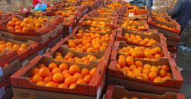 Hello, I am selling oranges for sorting. After a