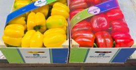 на продају црвене калифорнијске црвене, зелене и жуте паприке